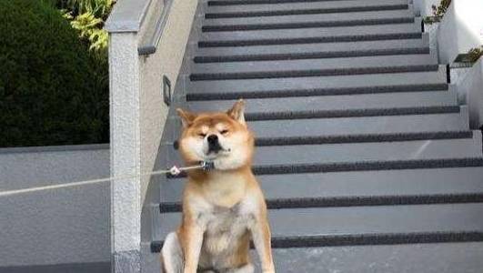 因为|最会“气人”的7种狗,养了之后,把我的耐心都磨光了!