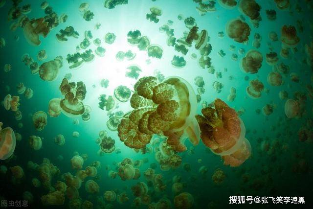 水母世界值得拥有吗 fae7a3fad6134f18a504aef6ff8bf064.jpeg