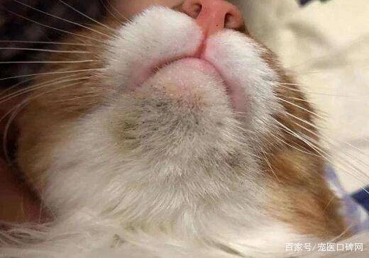 猫咪油下巴怎么解决 062bb14ef22c49ff82d07dfe97fc1f00.jpeg