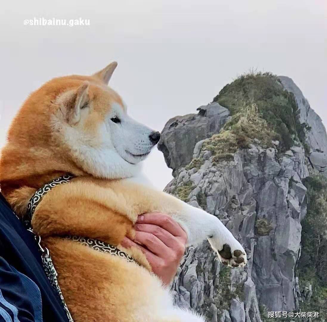 柴犬的智商是人的几岁？和边牧比谁聪明？_搜狐网