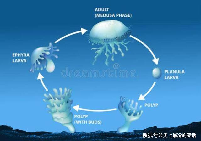 活着不好吗,为什么所有生物的结局都是死亡