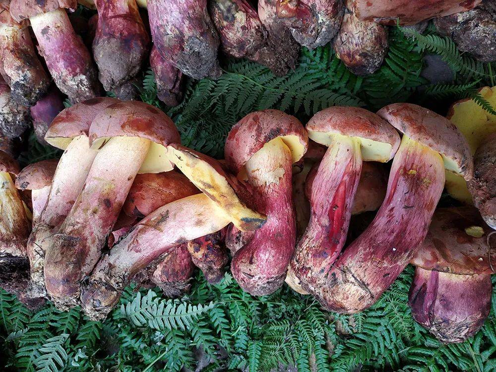 国外没人捡,国内100多一斤,如今正当季,很多人天天往山里跑_牛肝菌