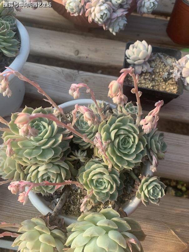 多肉很便宜了 你还在花大价钱购买 直播买多肉 就是 交学费 价格