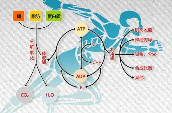 M6 米乐氧与运动：力量训练与有氧运动的耗氧量(图1)