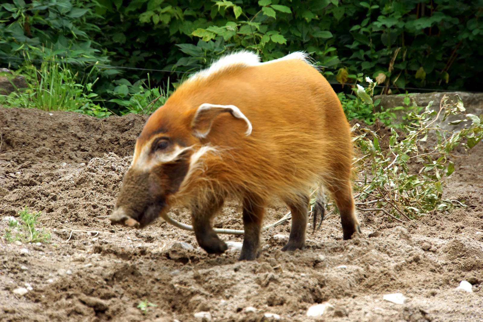非洲红河猪已泛滥成灾寿命长繁殖力强可以考虑引进中国了