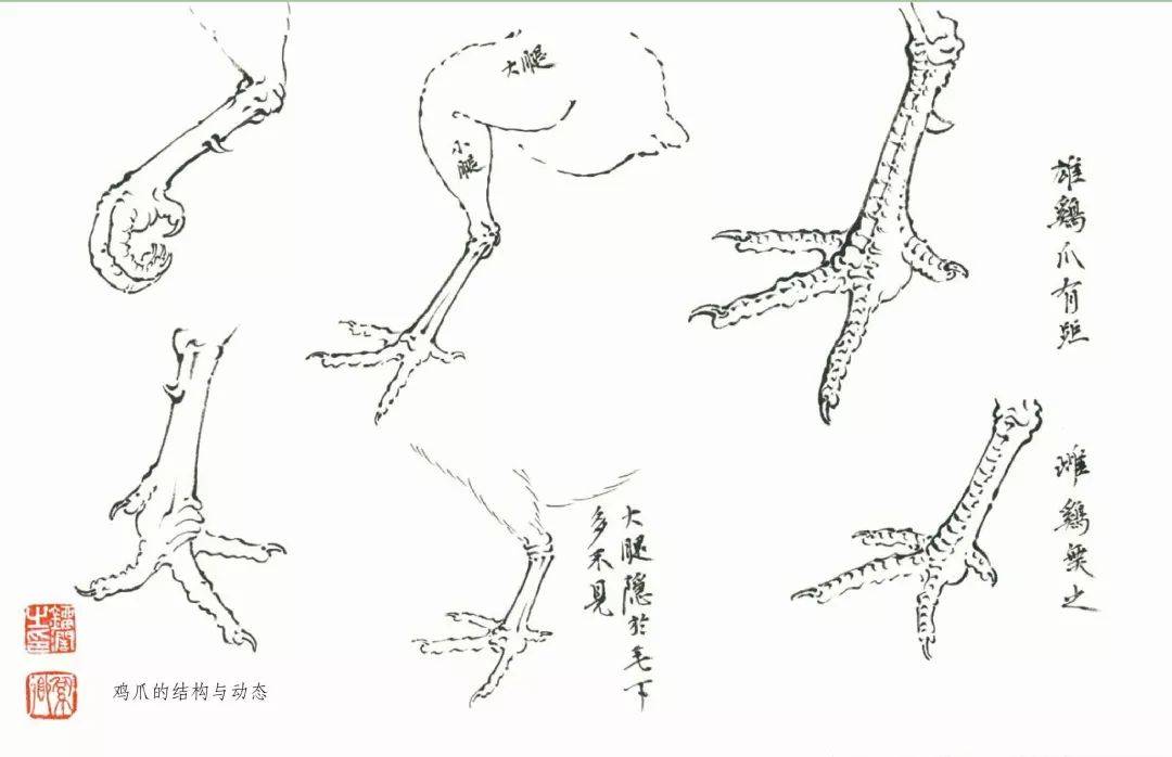 图文教程—写意公鸡画法