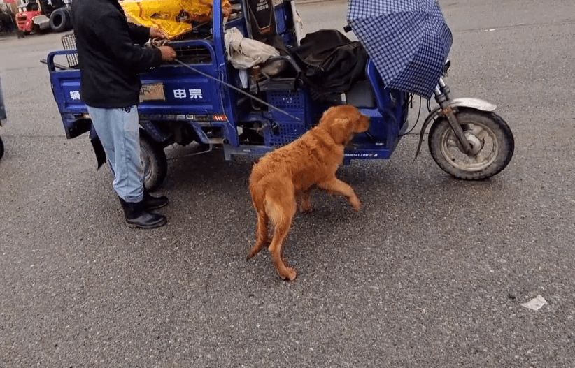 三輪車旁,金毛等待著狗販子將它裝進狗肉籠