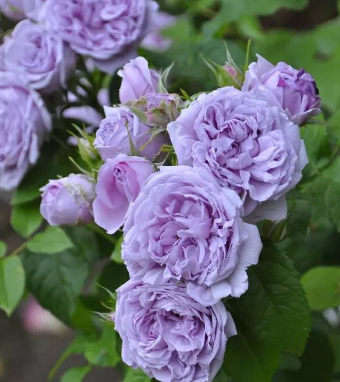 原创蓝妖月季得了黑斑病怎么办做好这4点从根本解决问题