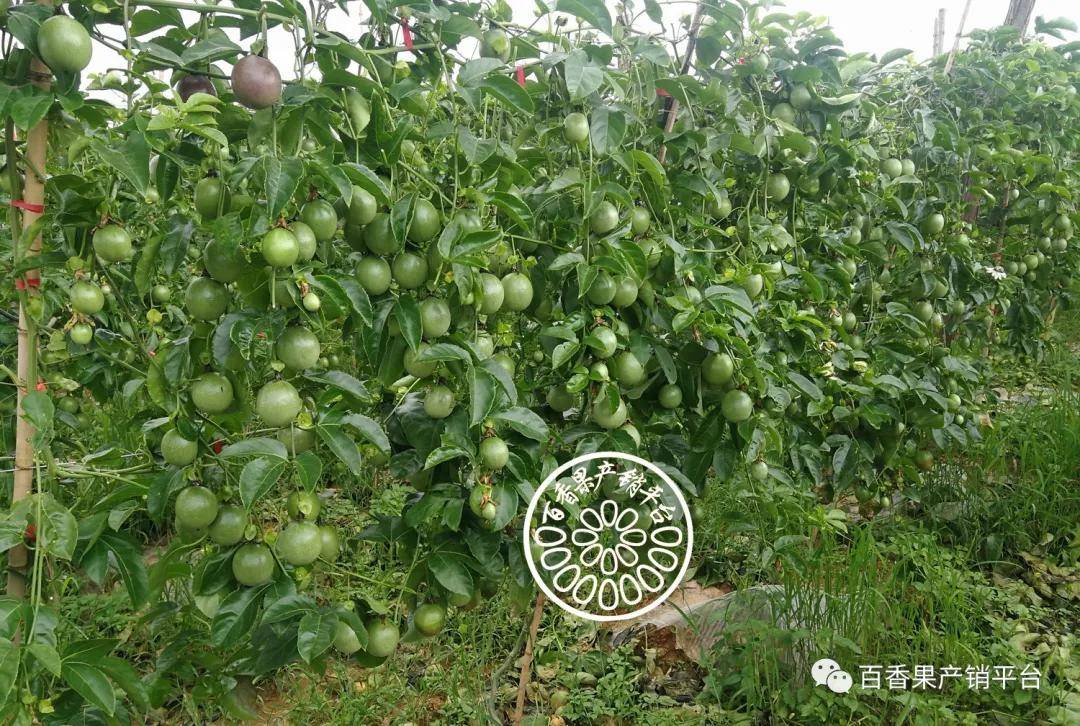 基地行 | 雲南文山百香果的喜與憂!兩極分化已呈現_種植