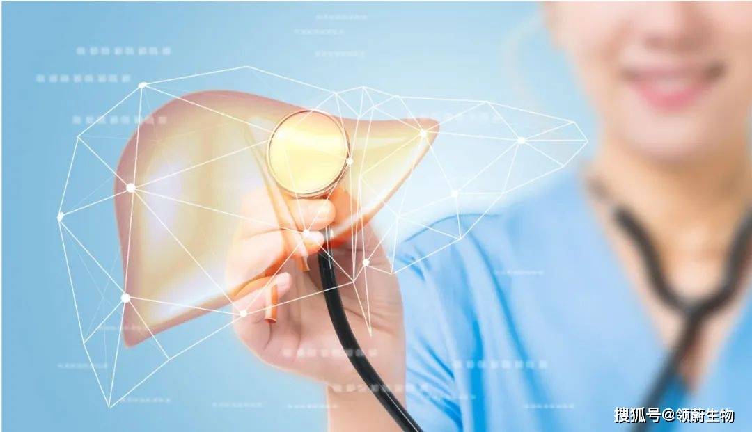 横膈膜|得了“肝硬化”，还能实现逆转吗？