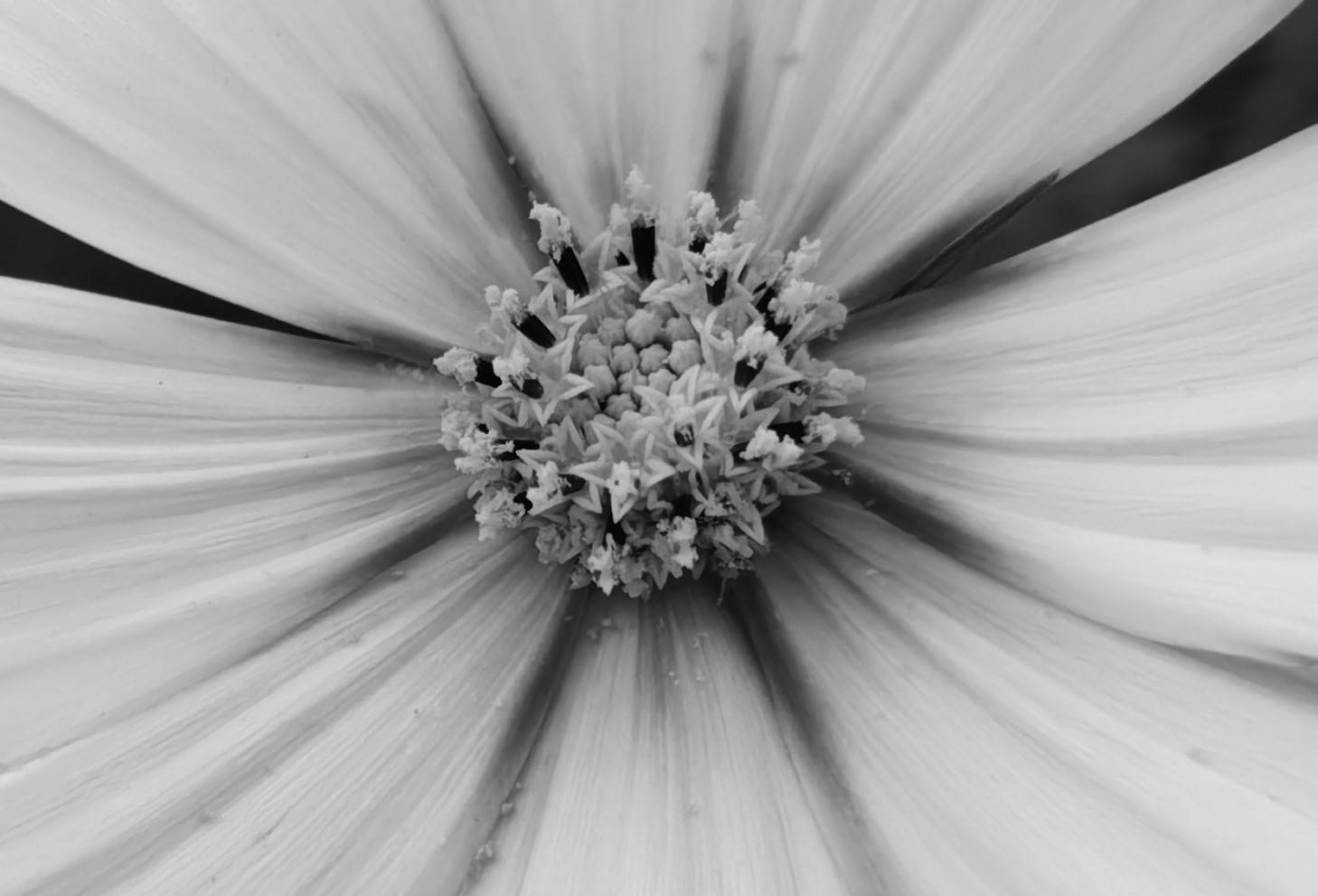 影像|拍了2000张照片，来看今年的影像旗舰华为P50 Pro的拍照能力有多强?