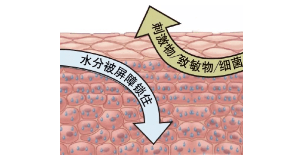 到底什麼是皮膚屏障受損很多人理解錯了難怪皮膚越來越差