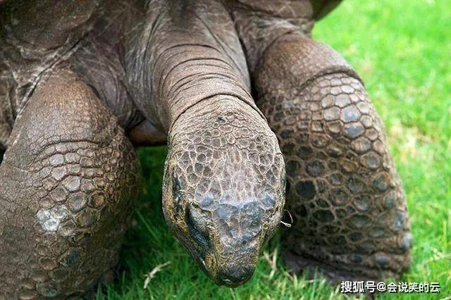 原創這種鯊魚除了壽命長之外還有一種超強技能令所有生物不敢靠近