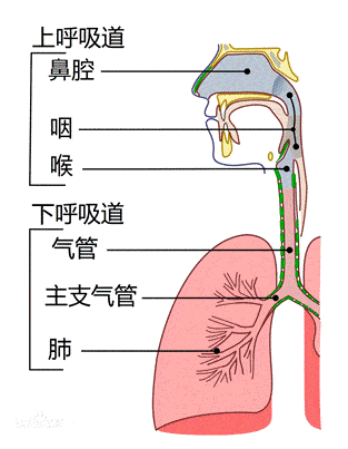 采核酸咽喉部准确部位图片