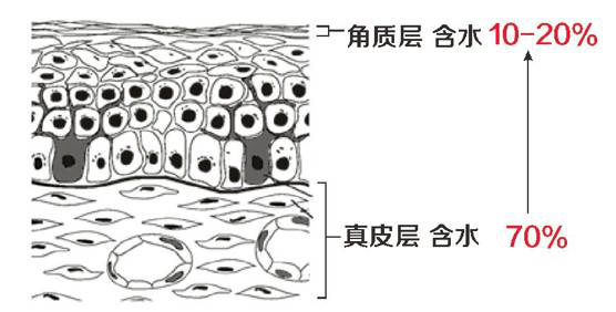 方法|皮肤干痒是缺水吗？教你正确补水护肤方法，恢复水嫩嫩的脸