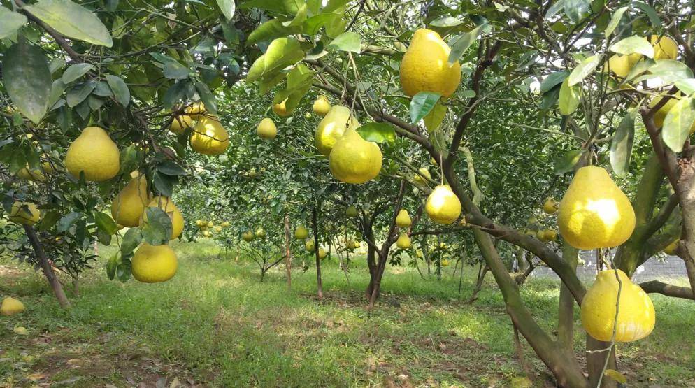 合江真龙柚再获国家级大奖