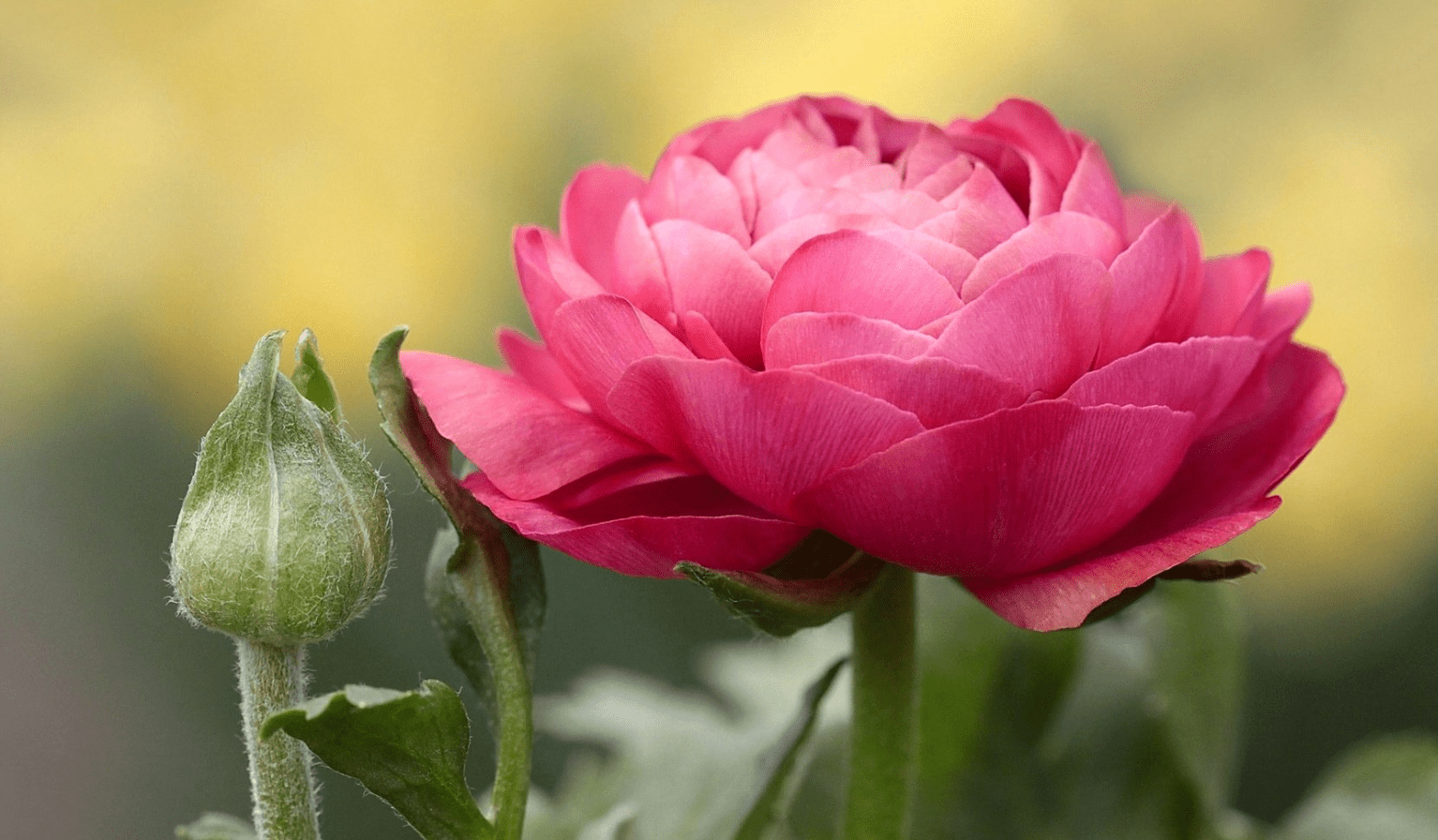 9月,富贵险中求,大展拳脚,3生肖时来运转,抢占先机,事业走上坡路