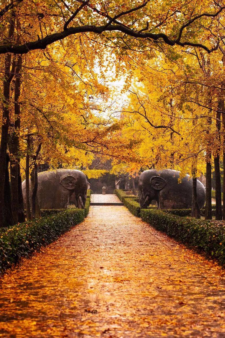 最美古都南京又双叒因美得像天空之境爆火全网