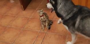 因为|朋友把猫丢过来寄养，女子把猫和二哈放一块洗澡，这俩表情神同步