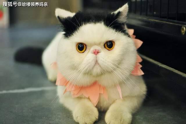 因为|养加菲铲屎官后悔了吗？这种可爱到膨胀的猫咪，为啥养起来这么难