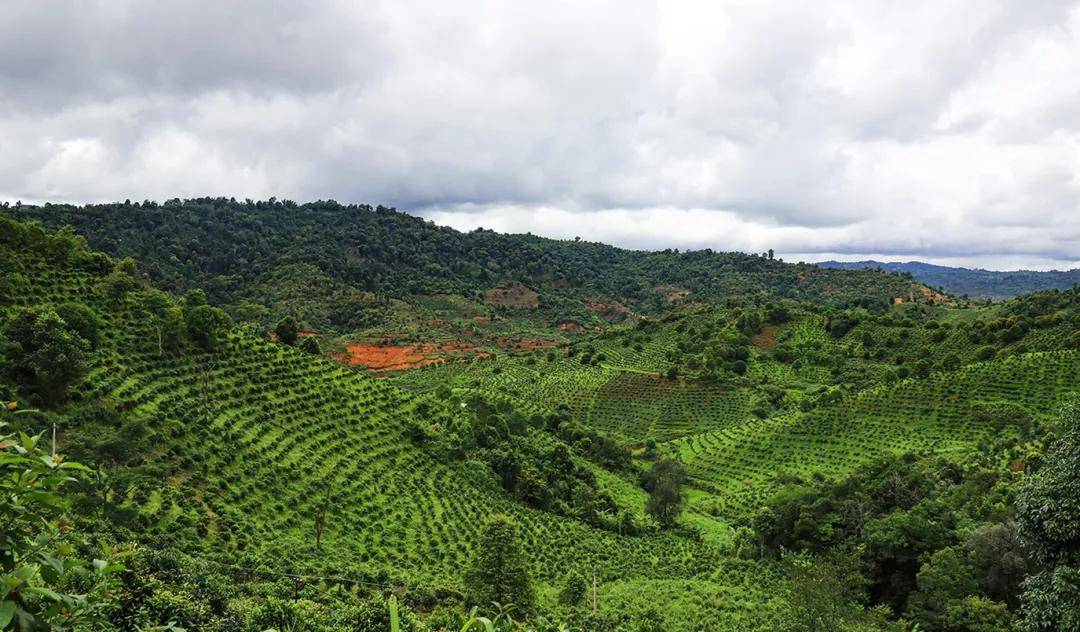 "兴海班章有机茶"震撼登场,以"有机"打造普洱茶市场增长新引擎!