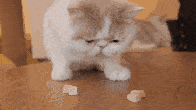 因为|养加菲铲屎官后悔了吗？这种可爱到膨胀的猫咪，为啥养起来这么难