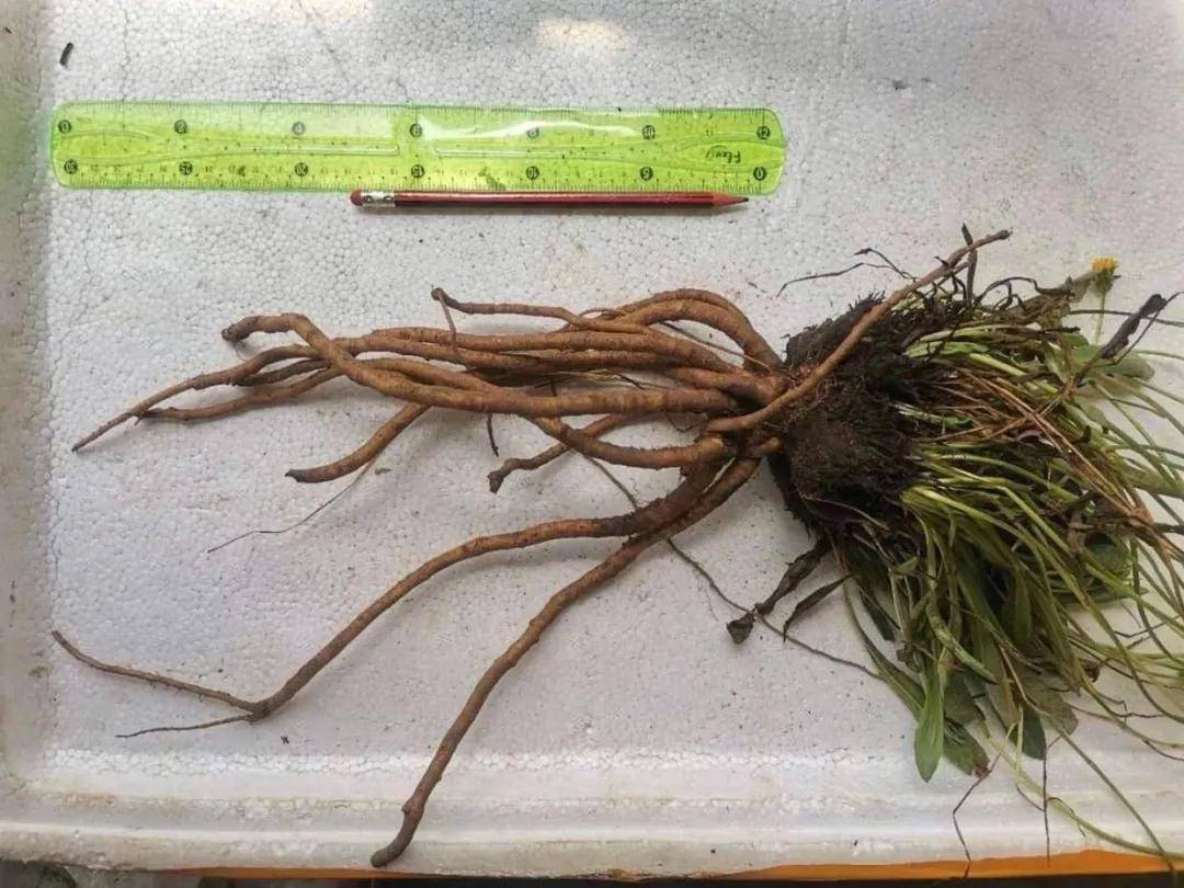 玲珑轮胎探索蒲公英橡胶草的可持续发展之路