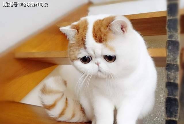 因为|养加菲铲屎官后悔了吗？这种可爱到膨胀的猫咪，为啥养起来这么难