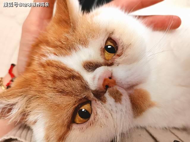 因为|养加菲铲屎官后悔了吗？这种可爱到膨胀的猫咪，为啥养起来这么难