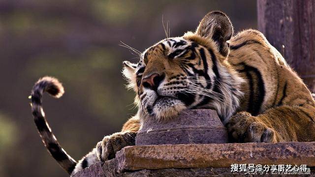 梦见丈夫是只老虎，探索梦境背后的深层含义与心理解析