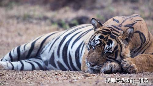 什么动物能打赢老虎 5acb1418ba634f42bab7d754c0ced80b.jpeg