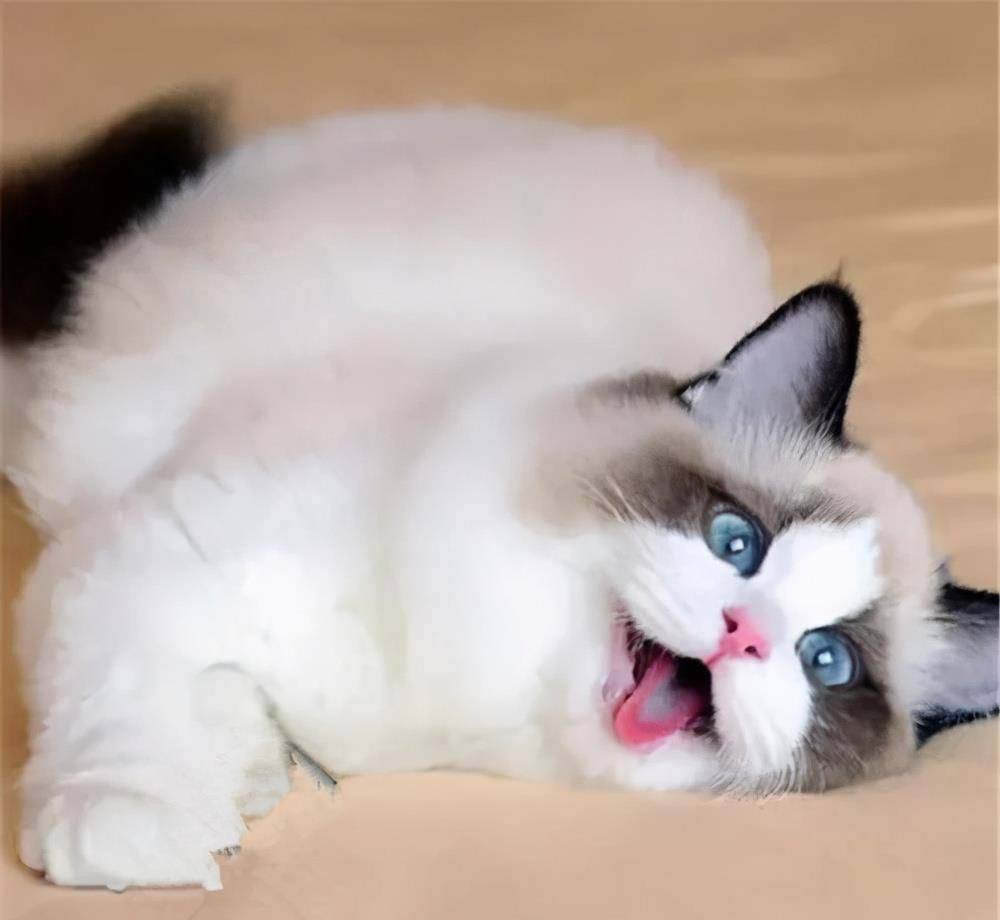 猫咪|养布偶猫的6大禁忌,不能犯,铲屎10年得出的经验