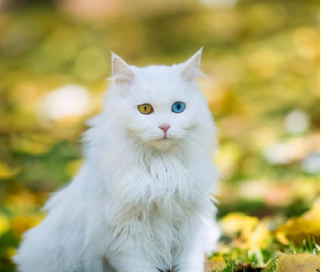 地区盘点中国5大“土猫”，你都认识吗？