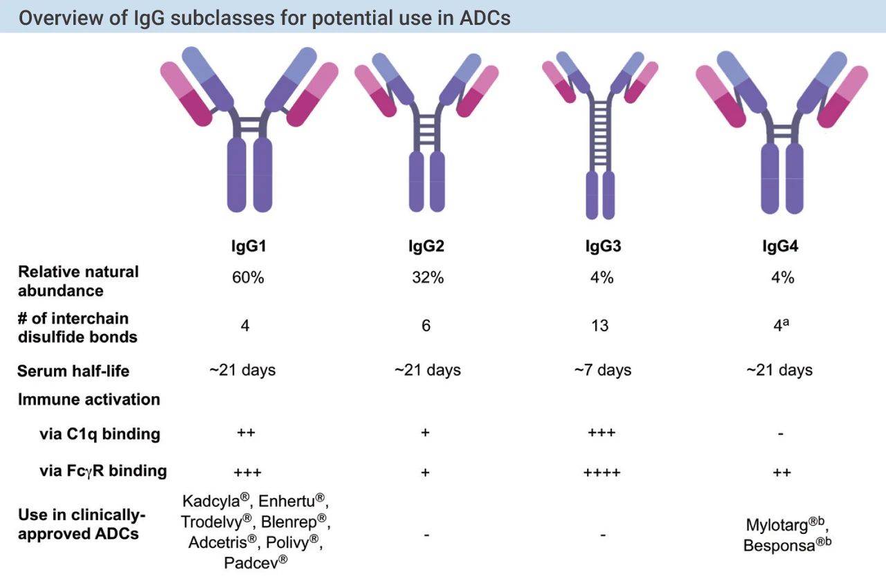 治疗|靶向抗体偶联药物 (ADC)——抗肿瘤 | MedChemExpress