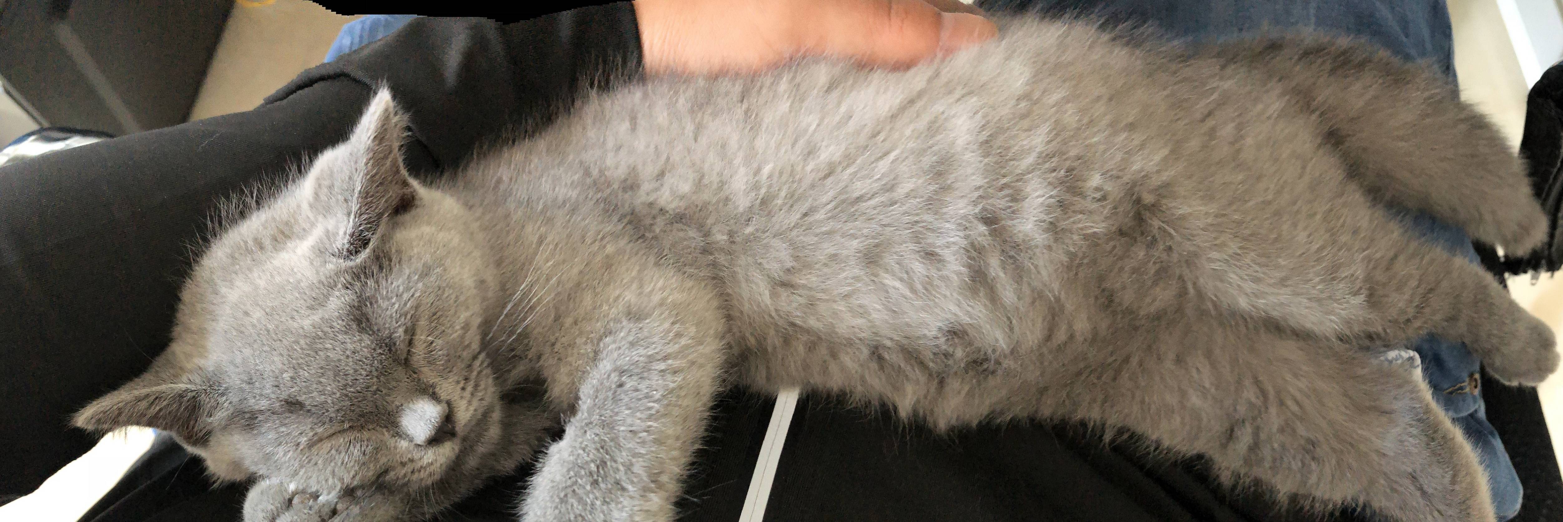 笑声|自从猫咪来了办公室，干活再也不感觉累了，还多了很多笑声