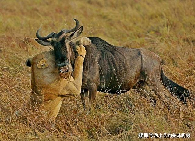 原创角马打架被马角缠绕无法挣脱眼睁睁看着自己被鬣狗吃掉