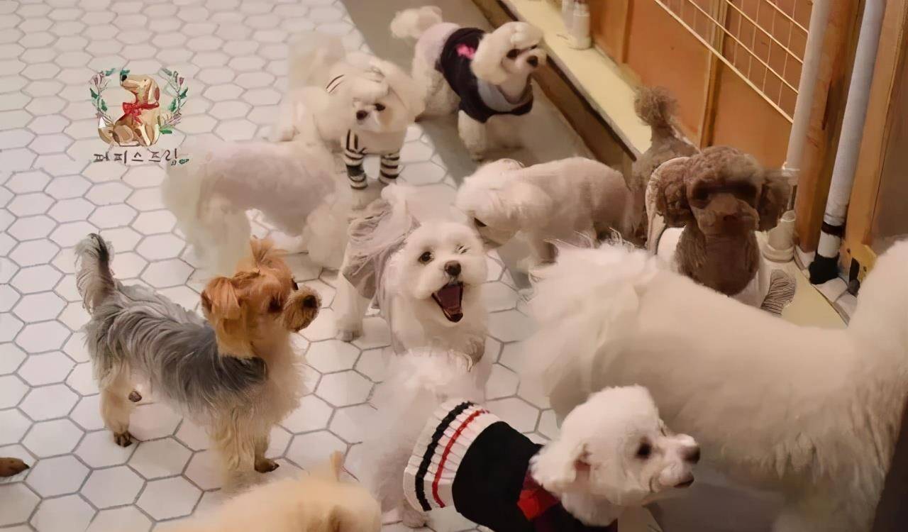 技能|上班族没时间照顾狗狗？狗狗也能上幼儿园啦