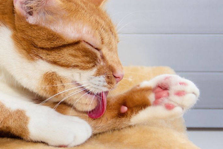 怎么给猫咪剪发毛 04059dca5d9941238000c3b385ee443d.jpeg