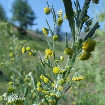 空气|这种病近期高发！医生提醒：吃抗生素不好使！
