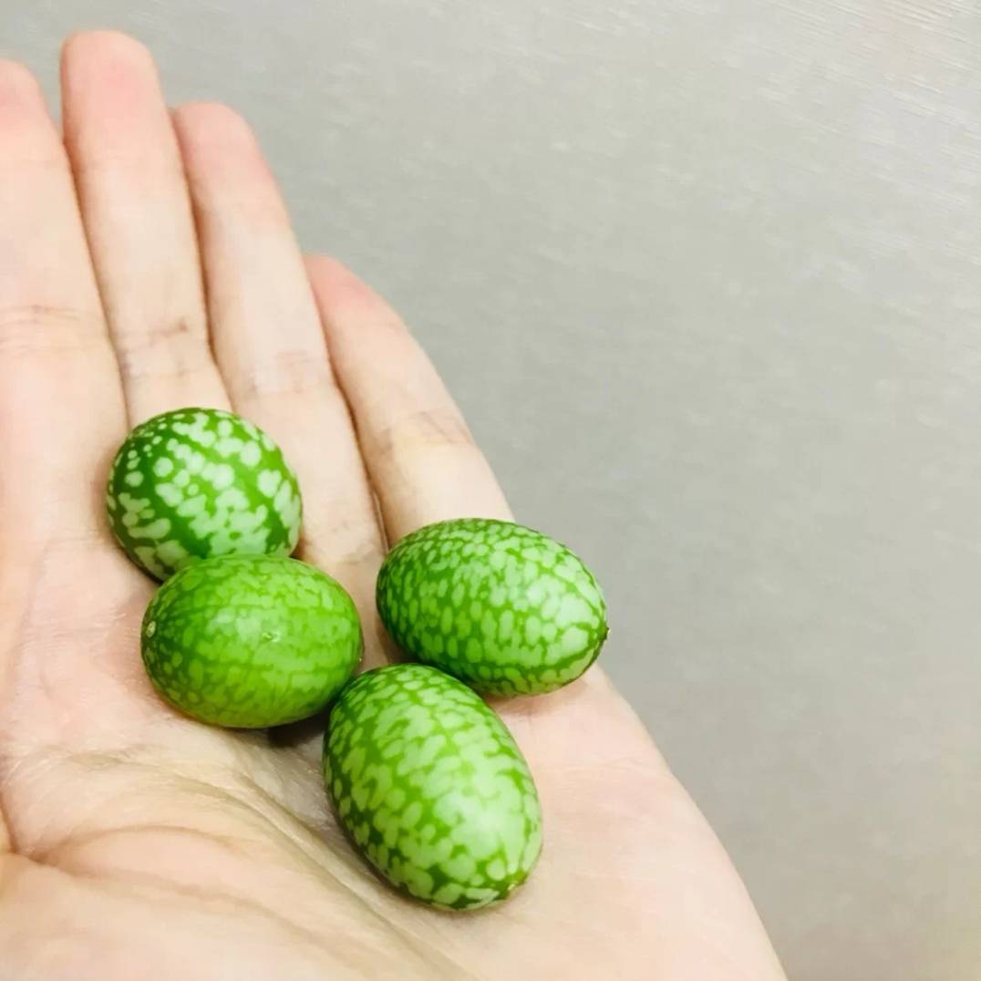 原创西瓜界的迷你成员你见过几种