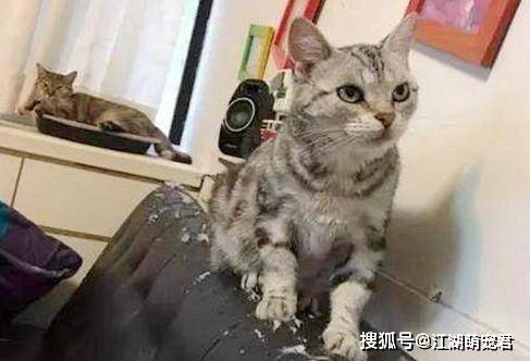 物质|要想“入坑”养猫,4个方面要考虑清楚,不然浪费时间浪费钱