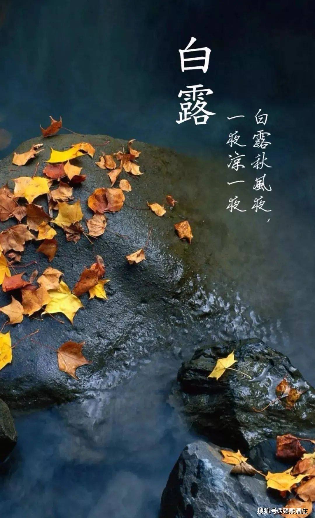 芦苇|白露养生知多少？蒹葭苍苍，白露为霜......