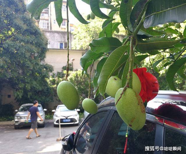 广西这个果城，一到夏天遍街挂满果，就连汽车停街边都被水果砸！