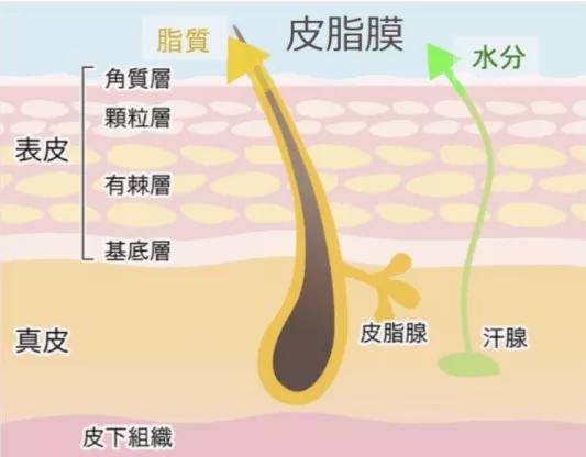 人体|“披荆斩油”的是哥哥，有油、有味的只能是大叔大爷.....