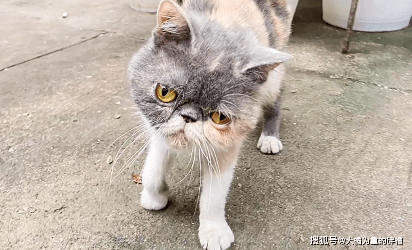 猫咪|加菲猫流落街头，曾遭熊孩子捉弄，又被流浪狗咬伤，可怜的毛孩子