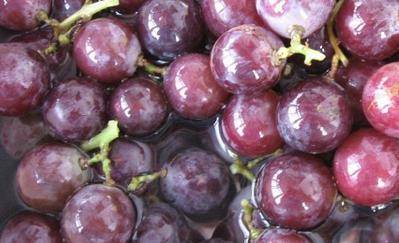 葡萄|别在喝自酿的葡萄酒了,专家发现里面有大量的大肠菌,吓死宝宝了