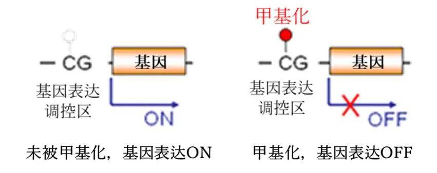 dna甲基化对基因调控表现为启动子甲基化时则基因关闭,启动子去甲基化