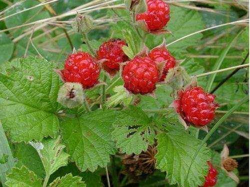 小时候|农村娃子的零食，你们吃过几种？