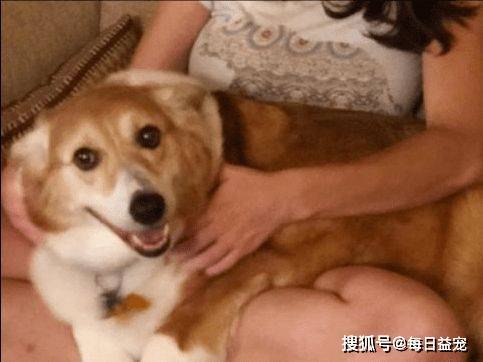 体重|全球最大的柯基，体重达到27KG，确定不是猪假扮的？