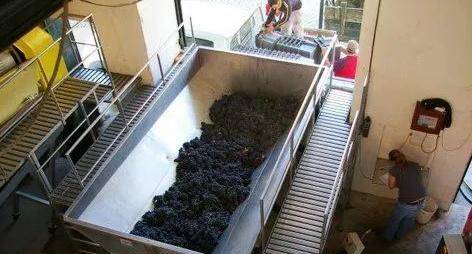 葡萄|别在喝自酿的葡萄酒了,专家发现里面有大量的大肠菌,吓死宝宝了